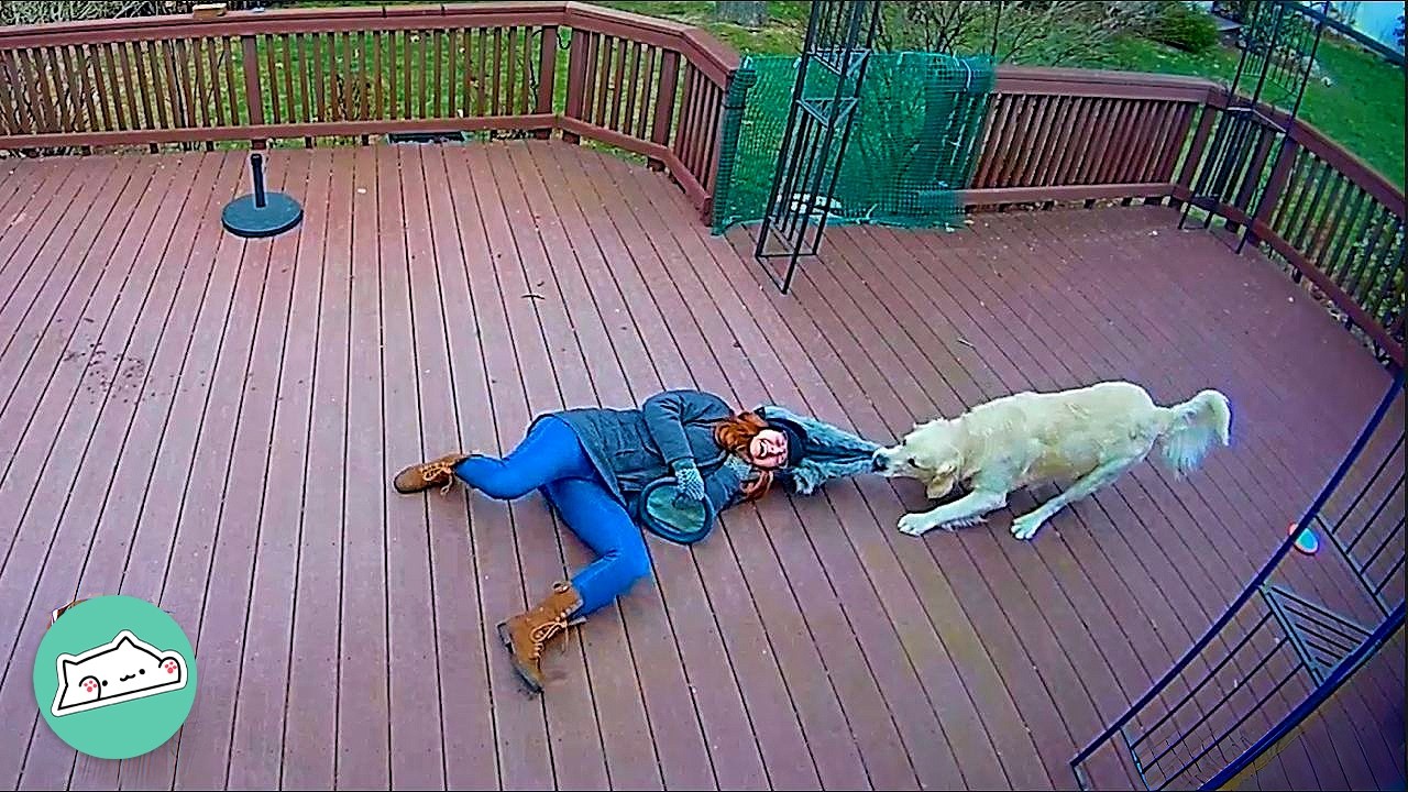 Ring Camera Catches Dog And Girl In Their Silliest Moment Ever | Cuddle Buddies