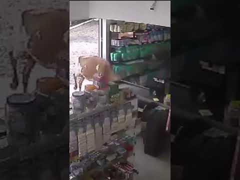 Vaca atropela mulher e invade supermercado em Minas Gerais #canalrural