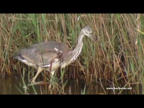 Garza real ( Ardea cinerea ) Grey Heron