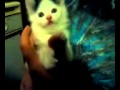 OM NOM NOM Kitty