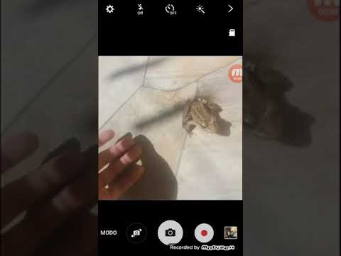 A rã de estimação video