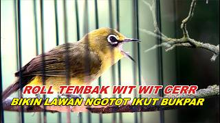 Download lagu TERAPI PLECI WIT WIT 100% AMPUH PANCINGAN BIKIN PLECI GACOR NGALAS BUKPAR mp3