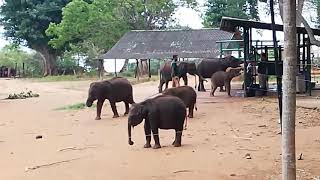 preview picture of video 'Udawalawe Elephants Transist Home'