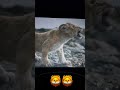 Mufasa Final Cinema Movie Lionking