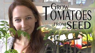 preview picture of video 'Tomatoes: Grow Tomatoes from Seed on How to Grow a Garden with Scarlett'