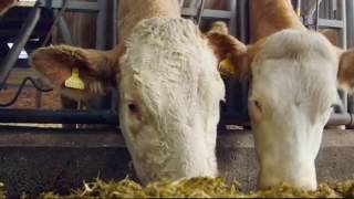 In Search Of Robert Burns