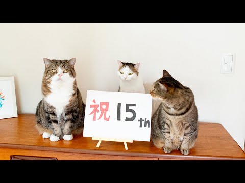 １５周年なねこ。-15 year anniversary video of Maru&Hana&Miri.-（動画）  |  私信　まるです。