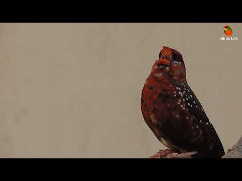 Tigrík červený (Amandava amandava) — video o speve a chove