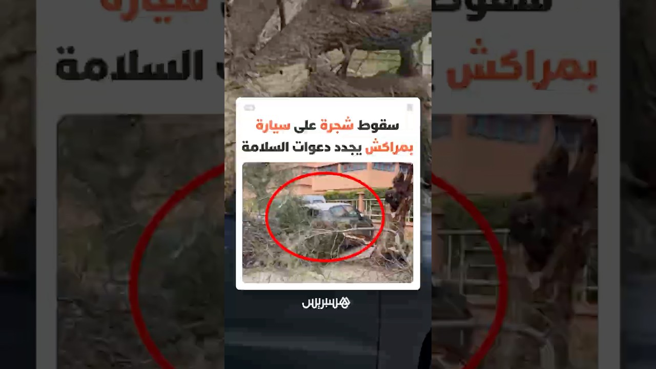 سقوط شجرة على سيارة بمراكش يعيد التحذير من ركن المركبات بجانب الأشجار  أثناء الرياح القوية thumbnail