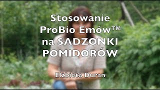 Stosowanie ProBio Emów™ na sadzonki pomidorów 