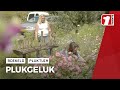 'Plukgeluk' in Boekelo: de pluktuin is weer open