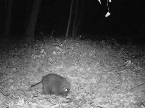 Porcupine walking in the woods.