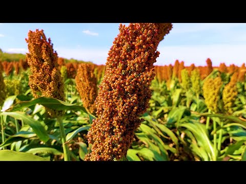 Advantageous partnership for sorghum farmers