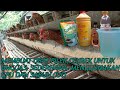 Membuat Obat Pilek Cekrek Untuk Unggas Pilek Cekrek Mingggat