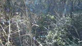 preview picture of video 'Clearing Brush along Whippoorwill Creek Olmstead KY'