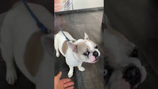 Treats Upon Arrival at The Melrose Vet!