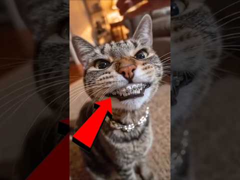 The Most Expensive Cats You’ll Ever See! 🐾 #catlover #expensive #luxurypets