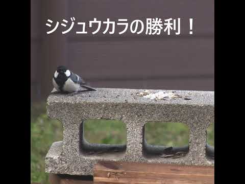 冬にシジュウカラはどこにいますか
