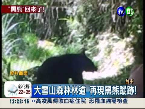 開心也請小心! 留意台灣黑熊出沒