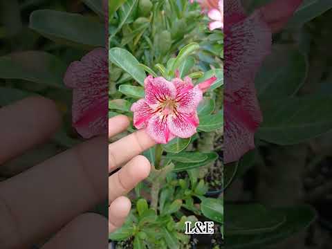 #infinity #rosadodesertobrasil #viralshort #500subscribers #desert deser #jacundá #para