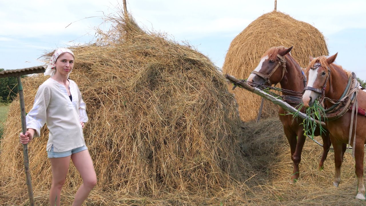 Hard hand work in village. Creating 1 ton Haystack for 3 days. Collection amazing lunches