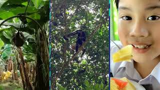 Dole The Choice for Pineapples