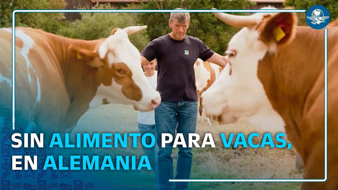 Sequía en Alemania obliga a ganaderos a vender vacas por falta de alimento