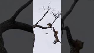 Quando o instinto falha… a natureza cobra caro #curiosidades #bichos #animais