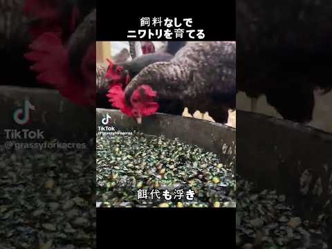 庭で鶏を飼う