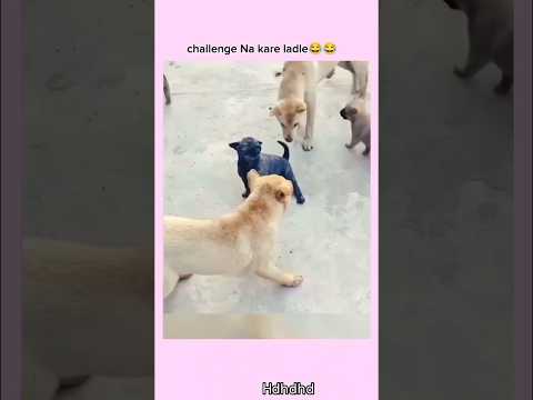 Funny dog 🐶 #india #gulzar #shorts#new#trendingvideo #funny#likeandsubscribe #1millionviews #popula