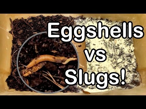 Slug Wars Trilogy pt. III - Eggshells vs Slugs