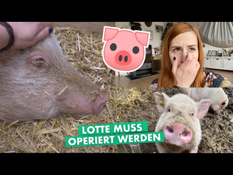 Not-OP für unser Minischwein 😓 - Weekly Vlog #57