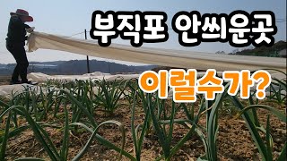 홍산마늘 재배 이건 꼭해야! 차이점?
