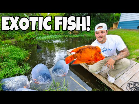 I Caught COLORFUL FISH for My MONSTER POND!!