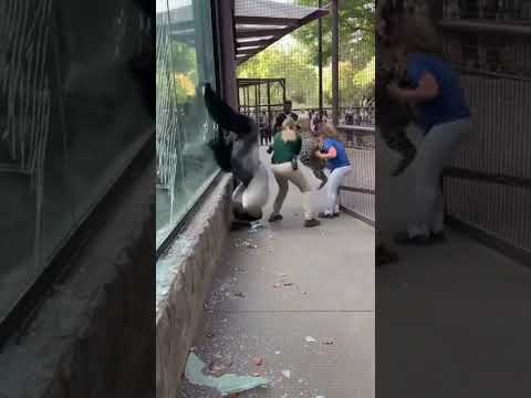 Gorilla Smashes the Glass to Save the Guardian from a Leopard Attack