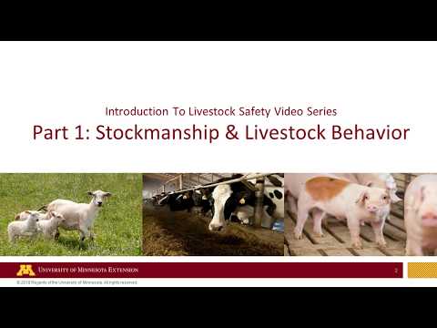 Livestock Safety Part 1: Stockmanship and Behavior