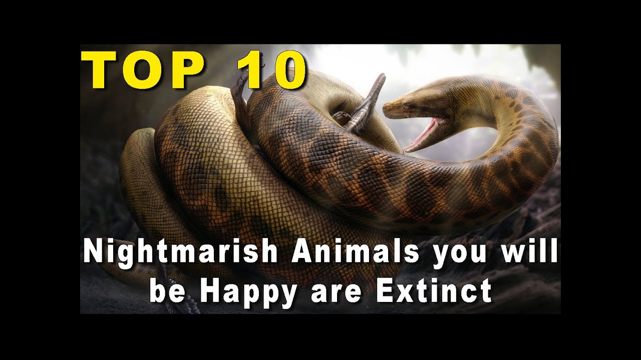 Top 10 Nightmarish Animals you’ll be Happy are Extinct
