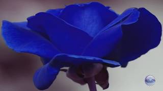 Love letters in the sand - Ray Conniff