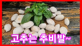 고추는 추비발~고추 비료 중거름,웃거름 주는 시기와 방법 귀농귀촌 전원일기 주말농장 텃밭 고추농사잘짓는법 고…