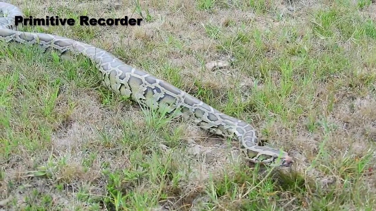Python Stalks Duck Nest Python Vs Duck, Python Eat Duck Eggs In The Forest