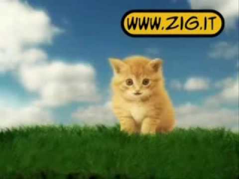 PARODIA GATTINO VIRGOLA