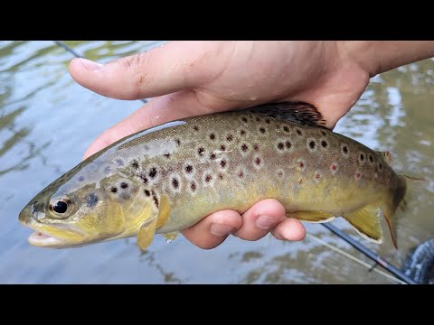 Nymphing Fisherman’s Paradise! (Spring Creek Pennsylvania)