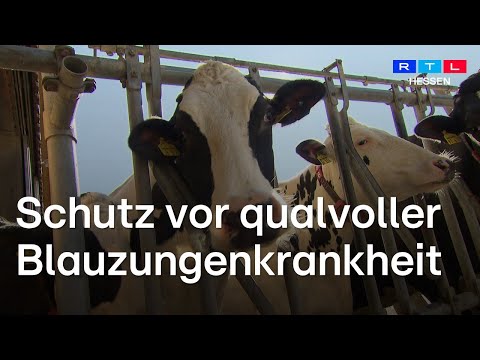Blauzungenkrankheit: Impfung für Rinder, Schafe und Ziegen in Hessen