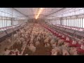 Poultry Farming Advancements - America's ...