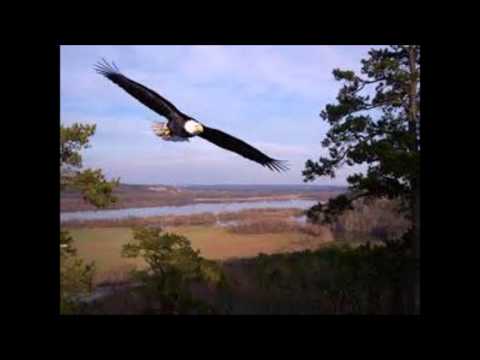 Flight of the Eaglets