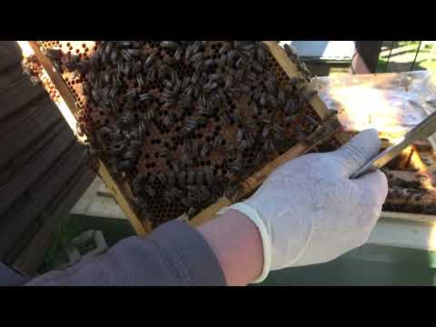 Pcelarstvo - 19.04.2023 - Kilava YouTube kosnica sa krecnim leglom 🙈