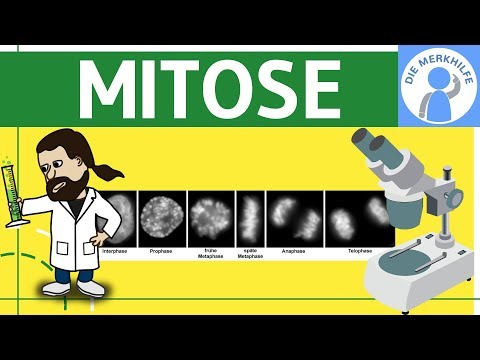 Mitosis simply explained - Cell Division 1 - Cell Cycle, Process, Phases & Summary - Genetics