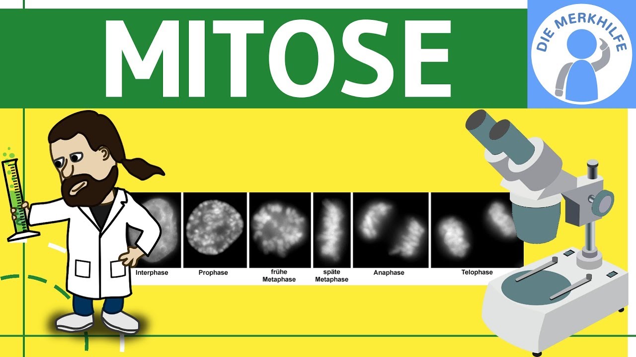 Mitose einfach erklärt – Erklärvideo