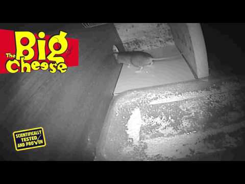 STV The Big Cheese Pest Repeller test results (STV725)