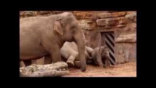 Solid Gold easy action - T rex